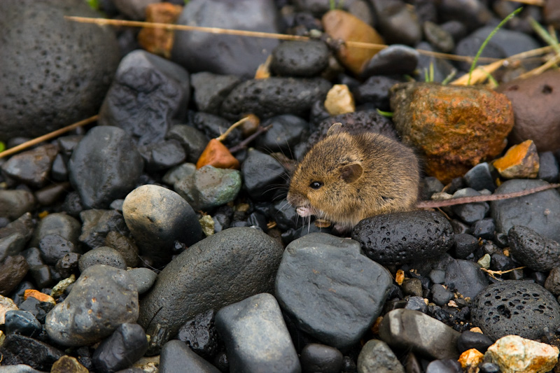 Field Mouse